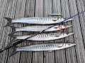 Best fishing morning ever  barracudas and seabass cr