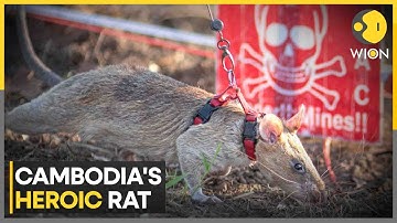 Landmine Sniffing Record: Rat Breaks World Record For Detecting Landmines | World News | WION
