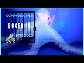 Octopus Escapes - Boxed In – Episode 3