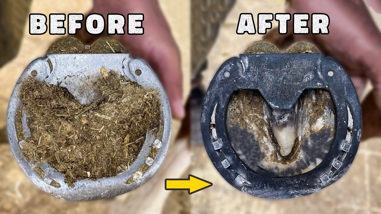 SATISFYING HOOF TRIM REVIVING A HORSE AFTER MONTHS OF NEGLECT! YouTube