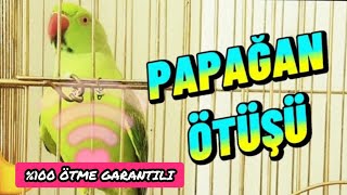 Milli Futbolcu Cako Antreman Yapıyor Stan Papağanı Sesi %100 Ötme Garanti