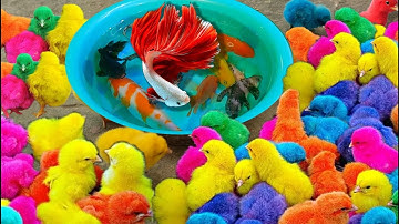 Bắt gà dễ thương, gà cầu vồng, cá cảnh đẹp, cá vàng, cá koi, cá dạ quang, cá molly