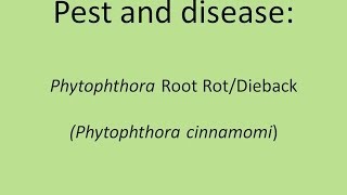 Phytophthora Root Rotdieback Phytophthora Cinnamomi