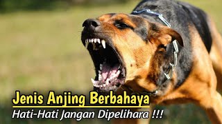 Sdanai Dilarang Dipelihara Inilah 7 Anjing Paling Berbahaya Di Dunia