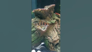 Thumbnail of Snakeskin Barbs #Fish #Aquarium #HJOfficial #Pets
