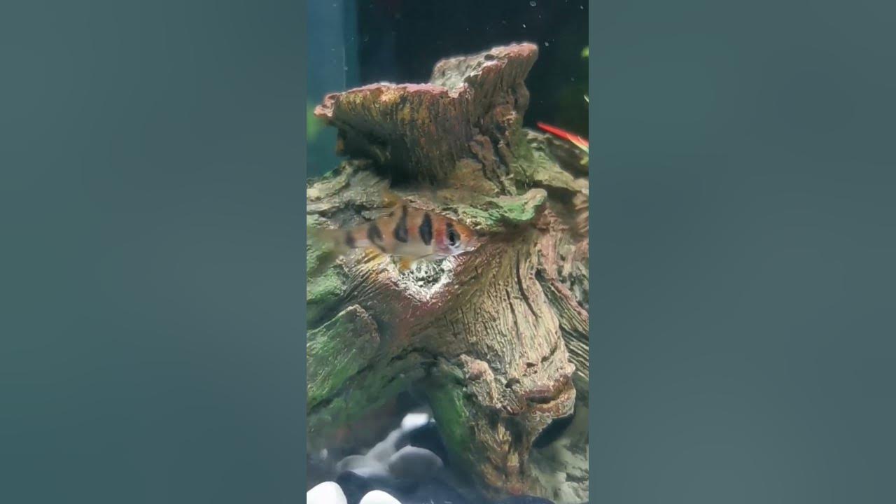 Snakeskin Barbs #Fish #Aquarium #HJOfficial #Pets