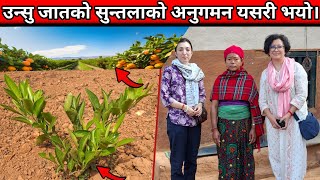 उन्सु जातको सुन्तला खेती मा अनुगमन गर्दै यस्तो कुरा भन्नुभयो|Orange farming in nepal|Suntala kheti
