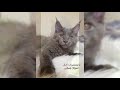 Maine Coon, Coon de Maine o Mancoon. Pros y contras, precio, Cómo elegir, hechos, cuidado, historia