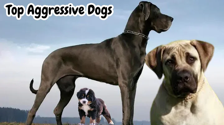 Most Aggressive Dog Breeds - Ranked