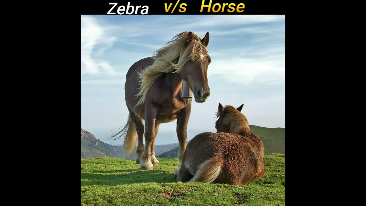 Марафон человека против лошади. Конь и лошадь в чем разница. Horse vs. Необъезженный конь. Mule horse.