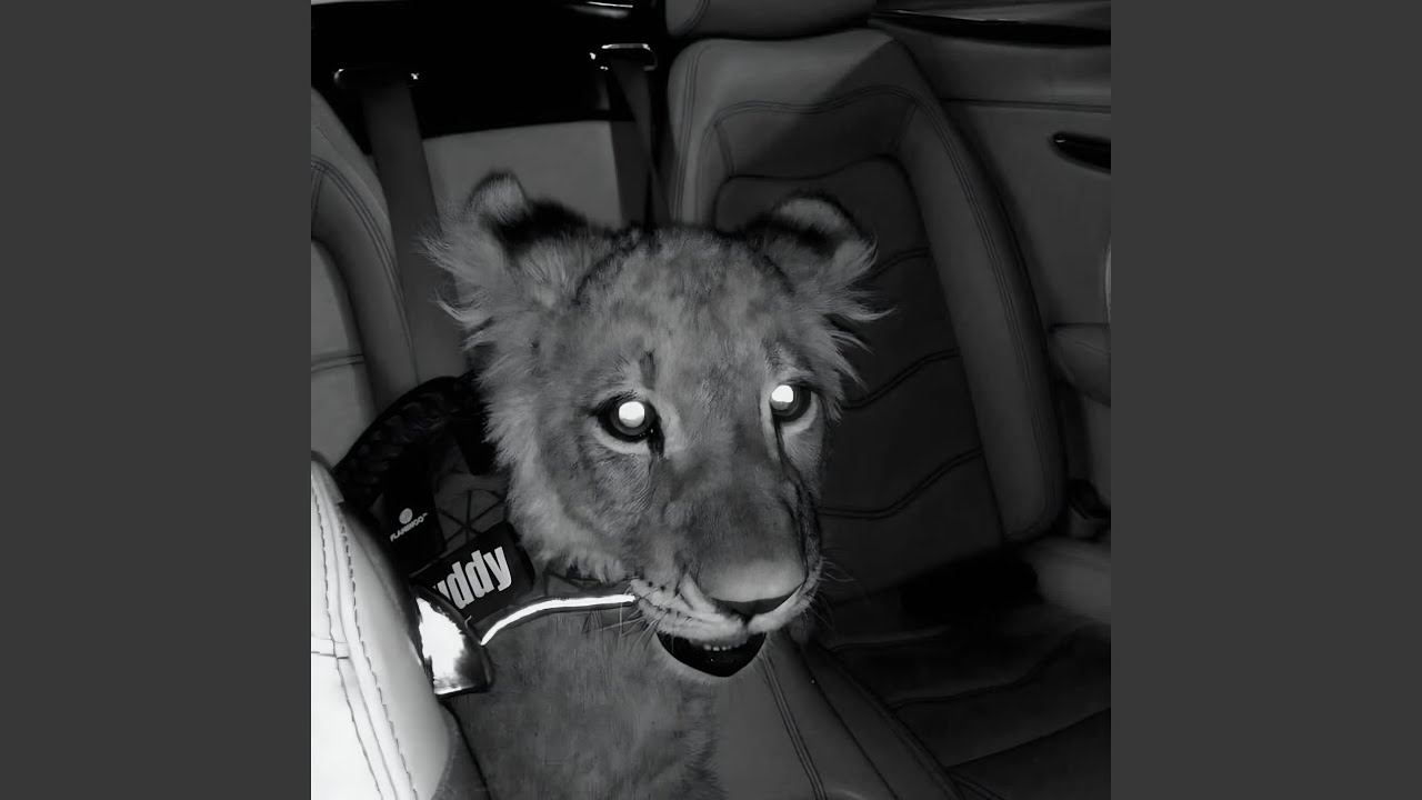 Guarda SIMBA su YouTube Guarda SIMBA su YouTube