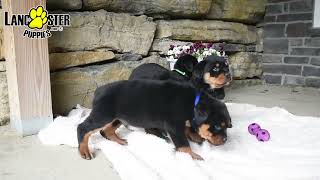 Sweet Rottweiler Puppies by Lancaster Puppies 215 views 3 days ago 1 minute, 2 seconds