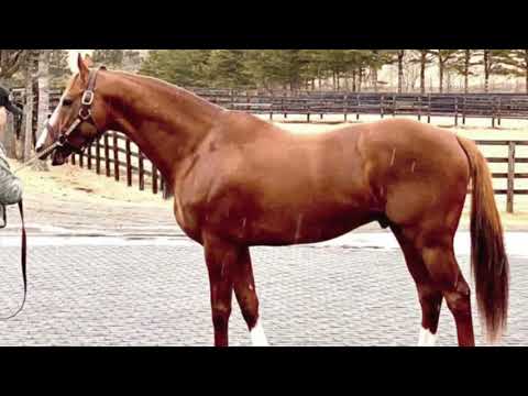 Video: Waarom deze dierenarts niet zal rooten voor Californië Chrome