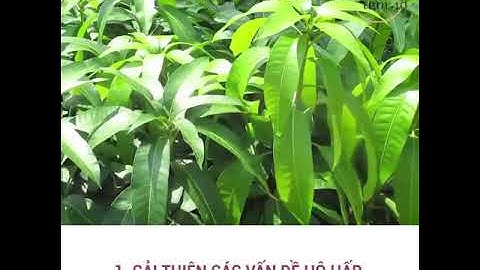 10 công dụng của lá xoài