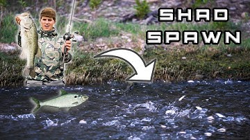 SHAD SPAWN Secrets For Bass Ft. Pro Angler Alton Jones Jr.!!
