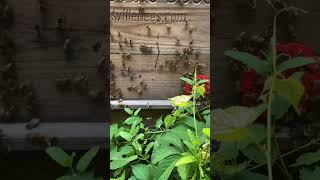 Bee swarm moves into ​⁠Bearsville Bee hive! #beekeeping