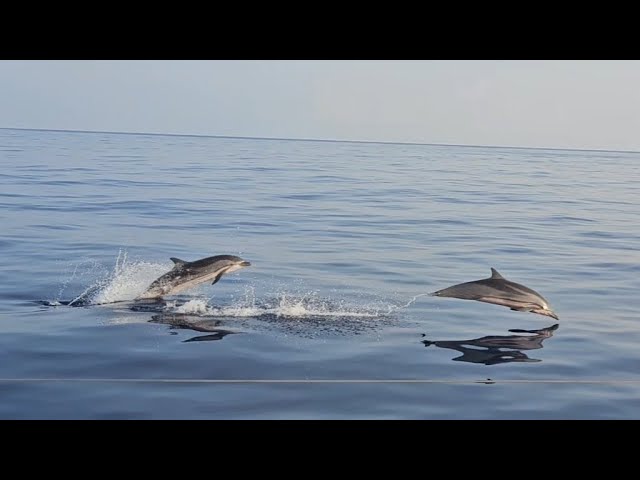 MARINE LIFE RESCUE on the Indian Ocean LIVE day 14