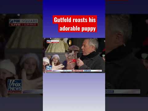 Gutfeld introduces new pup: he eats like a pig! #shorts