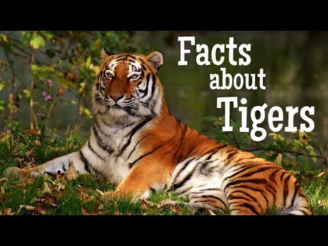 15 Interesting Facts About Tigers