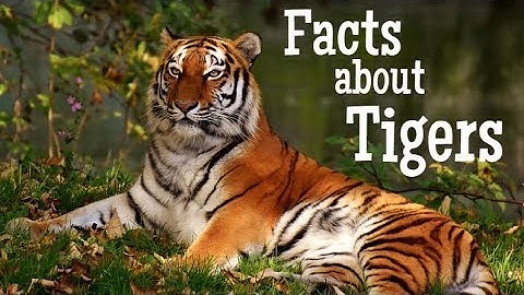 Tiger Facts for Kids | Classroom Learning Video