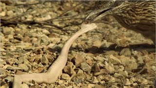 bird eat snake ( viper )