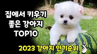 집에서 키우기 좋은 강아지 인기순위 TOP10 【2023, 가장 인기 많은 반려견 TOP10】