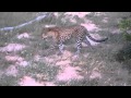 Leopard Emerging from Bushes