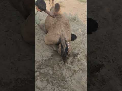 م ج م ر ة م ز ي ن ة خ ل ف الن اق ة ي س ك ب ف و ق ه ا الم اء ل ت ن ع م الن اق ة ب الس ك و