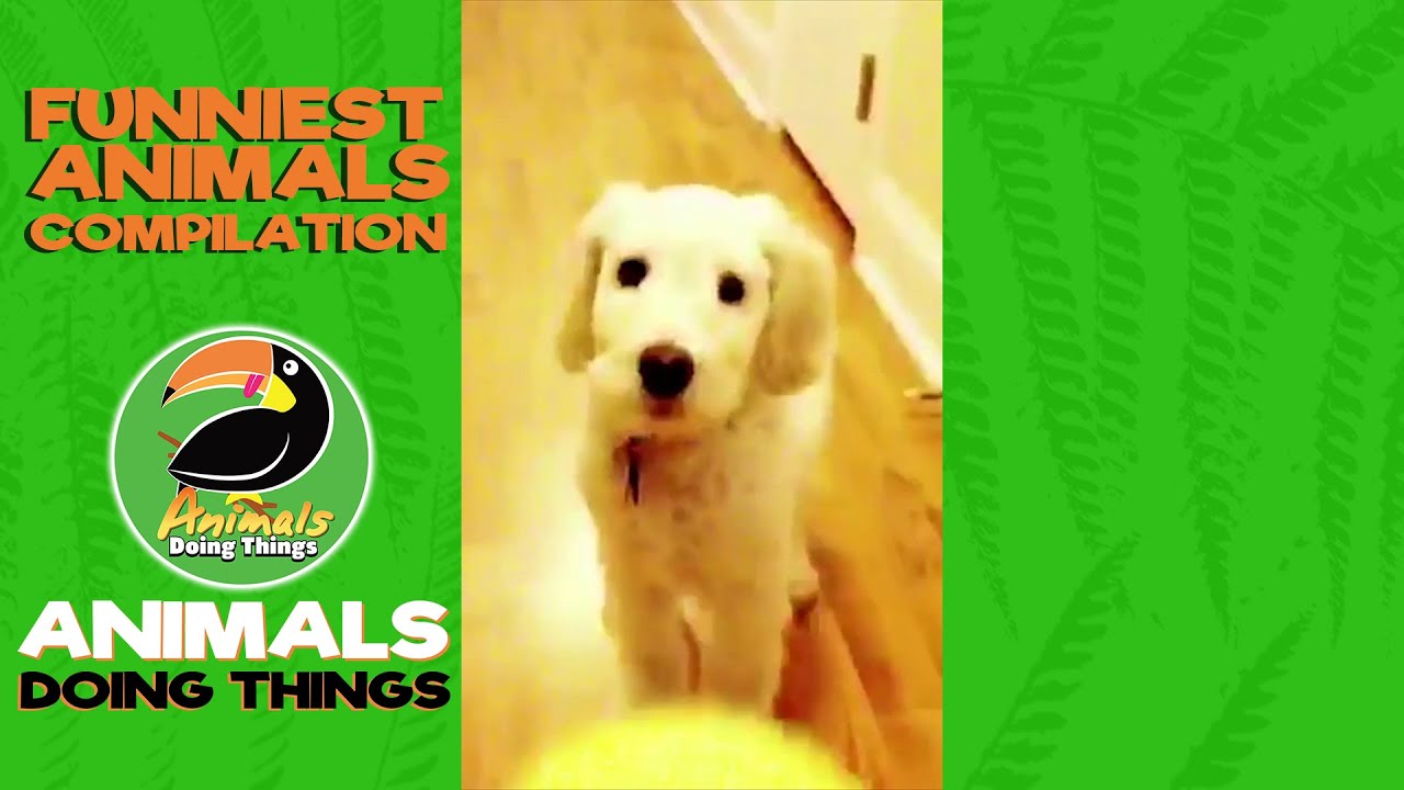 Funny Animals Vol. 1 | Funny Animals Doing Things - YouTube