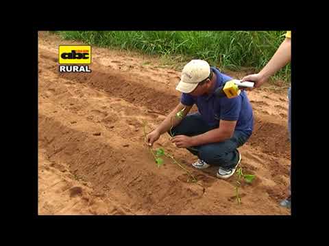 Video: Cultivo De Batatas