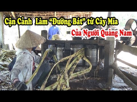 Video: Làm thế nào để bạn lấy được đường ra khỏi cây mía?