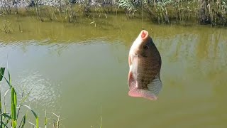 Fishing from the beginning of the bait until the fish leaves the water