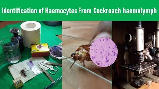Identification Of Blood Cells From Roach Haemolymph I Insect Haemocyte I Roach In 1 Shot