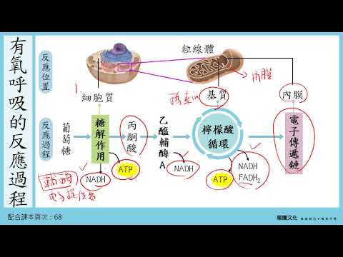 108選生一 2-2細胞的能量來源 呼吸作用_1有氧呼吸