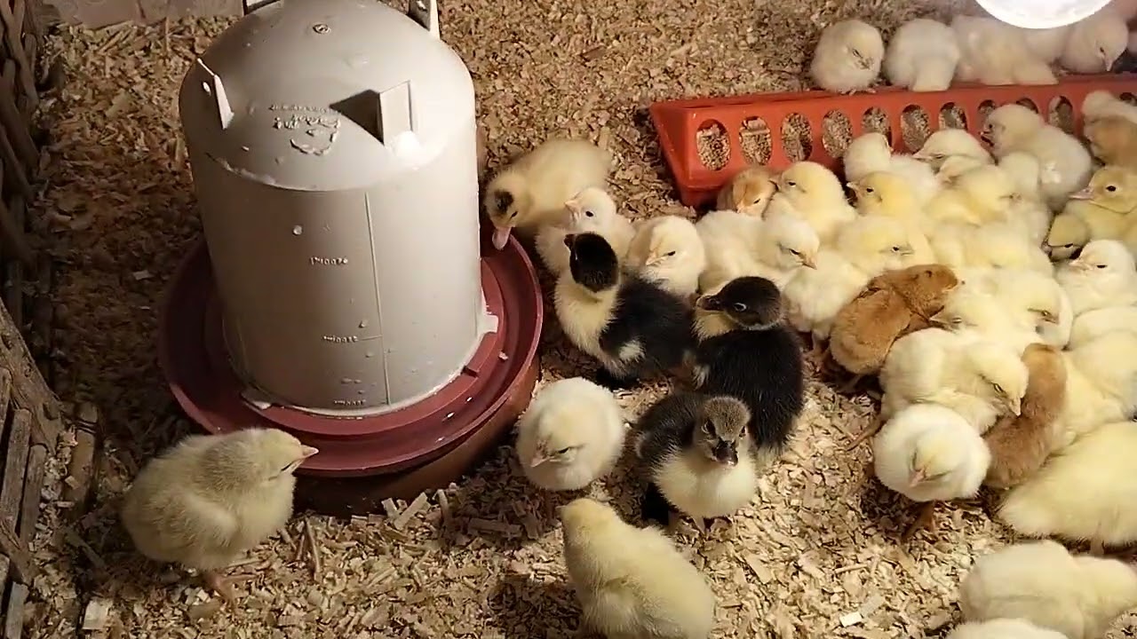 تاني يوم في دوره الفراخ البيضاء والساسو والبط 