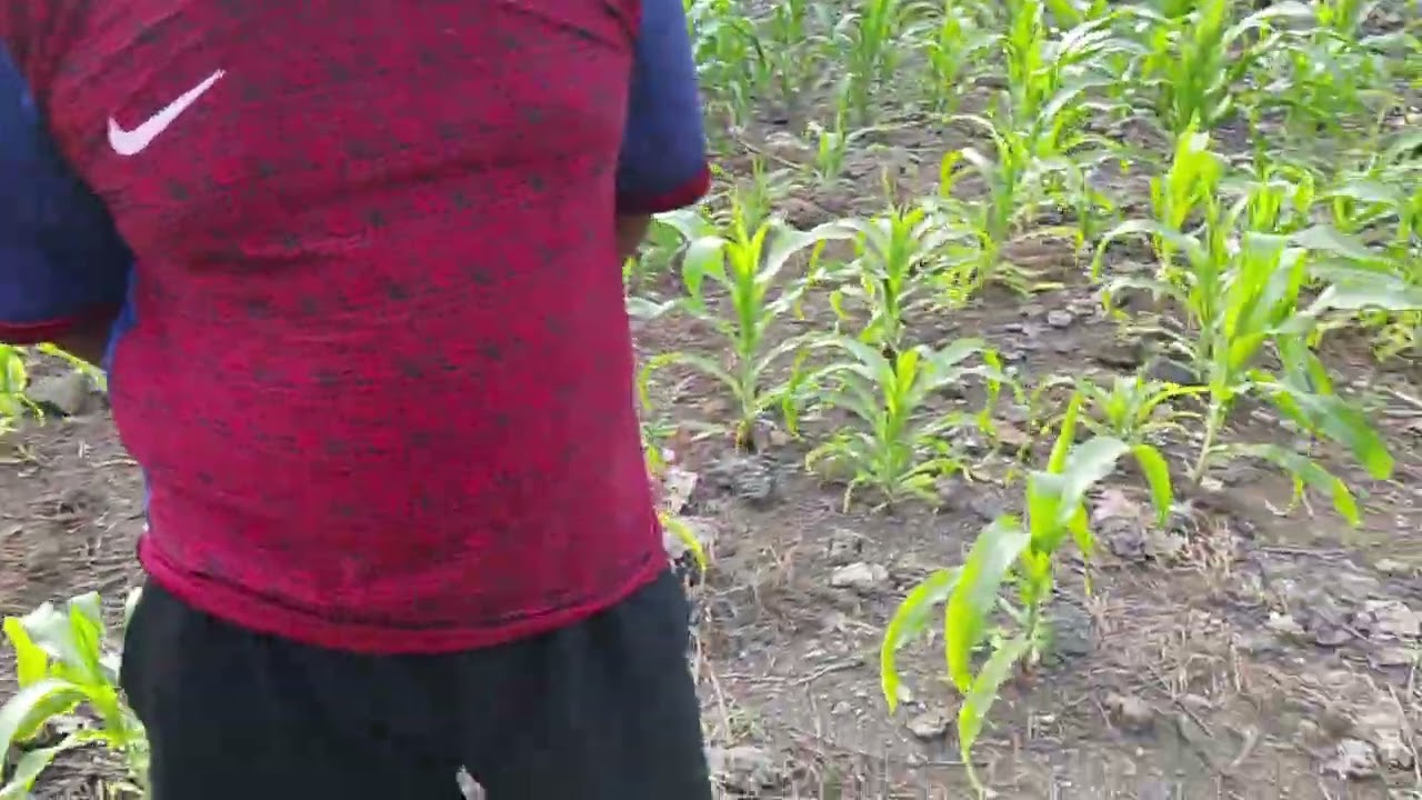 Pengamatan PH Tanah dan identifikasi penyakit pada tanaman jagung 