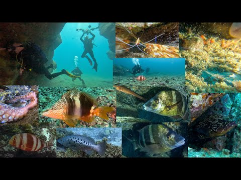 Buceo El Arco de Garachico, 24-06-2023