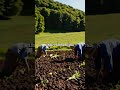 Vermont's Ancient Secret: The Three Sisters Thrive #shorts