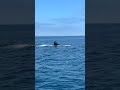 Whale Watching in Ventura, CA