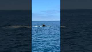 Whale Watching in Ventura, CA