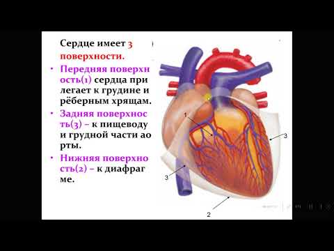 Сердце биология тест