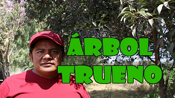 ¿Qué cura la hoja de trueno?