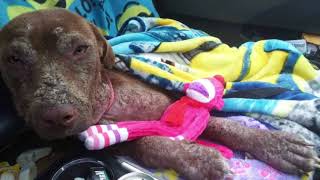 PIGDOG the TRANSFORMATION of Eliana the RESCUED mange dog by Greg King Canine Recovery 2,652 views 6 years ago 7 minutes, 26 seconds