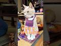 【猫和尚】お経が終わるタイミングを理解 #猫のいる暮らし #cat #猫動画