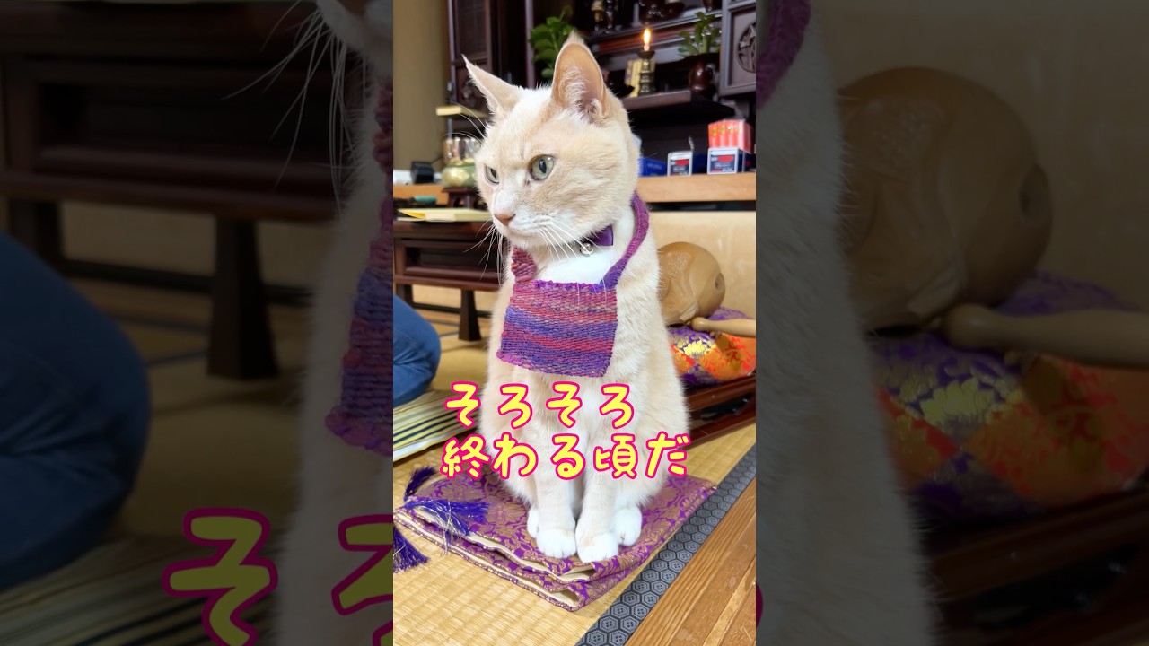 【猫和尚】お経が終わるタイミングを理解 #猫のいる暮らし #cat #猫動画