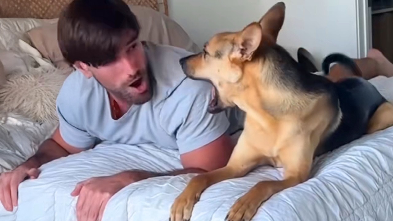 When Dogs Are Being Silly with Their Humans 🤣 Funny Dog and Human