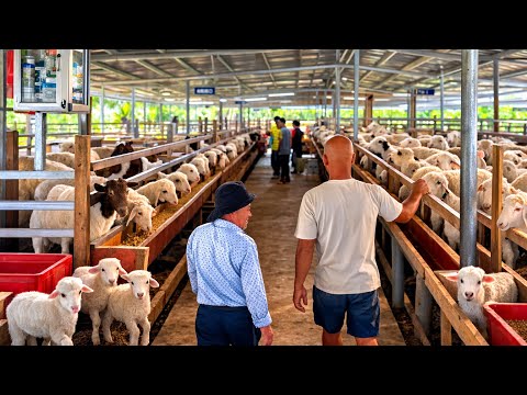 HÔM NAY THĂM TRANG TRẠI 600 CON CỪU – DÊ – NGỰA CỦA ANH THIẾU TƯỚNG NGỌC MÔ HÌNH ĐẦU TƯ HƠN 5TỶ ĐỒNG