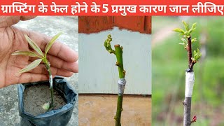 ग्राफ्टिंग फेल होने के 5 प्रमुख कारण | Grafting fail kyo ho jati hai | Grafting sukh kyo jati hai