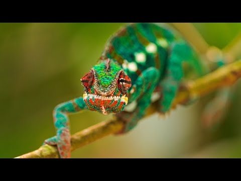 Video: Come cambia colore un camaleonte e da cosa dipende?