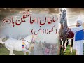 Sultanulashiqeen horse dance  sultan bahoo horse  horse dance event  horse show pakistan